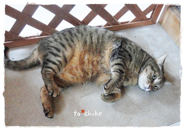 f:id:nyan-chuke:20190418223409j:plain f:id:nyan-chuke:20190418223409j:plain