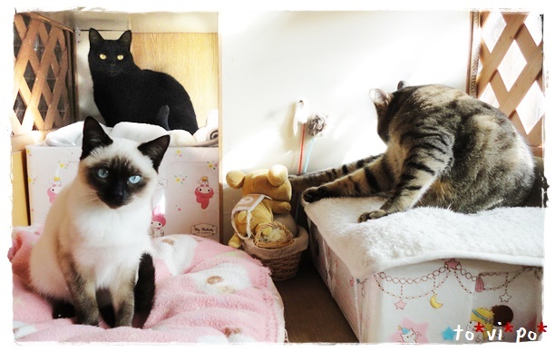 f:id:nyan-chuke:20190420213908j:plain f:id:nyan-chuke:20190420213908j:plain