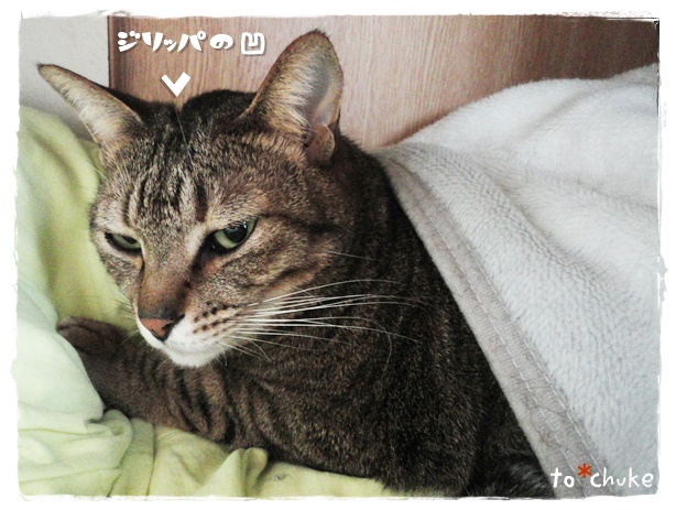 f:id:nyan-chuke:20190424194251j:plain f:id:nyan-chuke:20190424194251j:plain