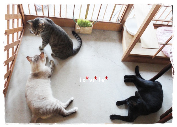 f:id:nyan-chuke:20190424203925j:plain f:id:nyan-chuke:20190424203925j:plain