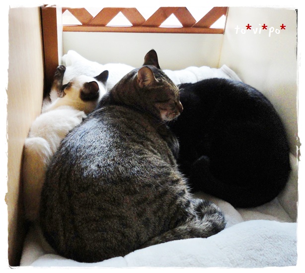 f:id:nyan-chuke:20190425135308j:plain f:id:nyan-chuke:20190425135308j:plain
