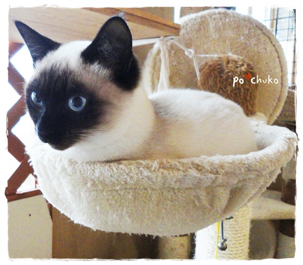 f:id:nyan-chuke:20190425201508j:plain f:id:nyan-chuke:20190425201508j:plain