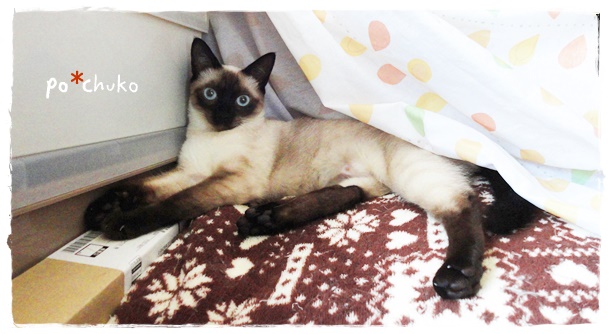 f:id:nyan-chuke:20190425222120j:plain f:id:nyan-chuke:20190425222120j:plain