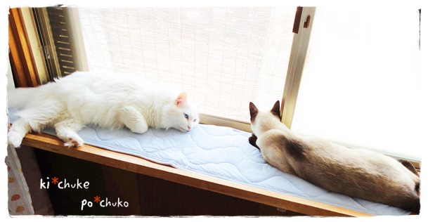 f:id:nyan-chuke:20190426162000j:plain f:id:nyan-chuke:20190426162000j:plain