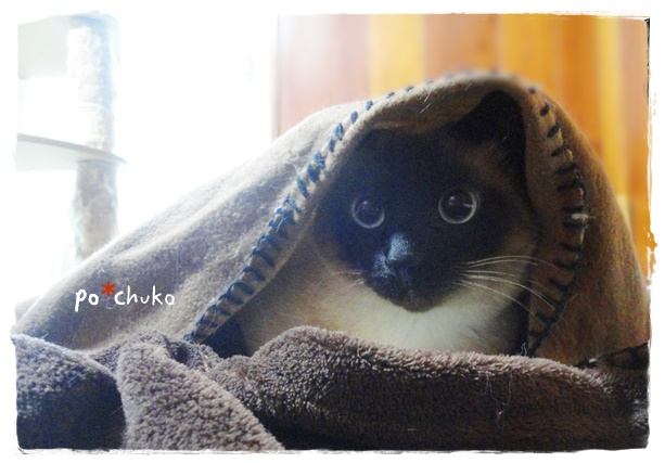 f:id:nyan-chuke:20190426165249j:plain f:id:nyan-chuke:20190426165249j:plain