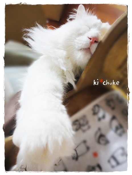 f:id:nyan-chuke:20190502221137j:plain f:id:nyan-chuke:20190502221137j:plain