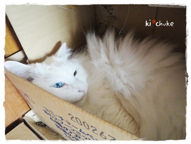 f:id:nyan-chuke:20190502223156j:plain f:id:nyan-chuke:20190502223156j:plain