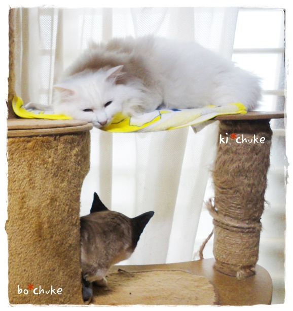f:id:nyan-chuke:20190502225403j:plain f:id:nyan-chuke:20190502225403j:plain