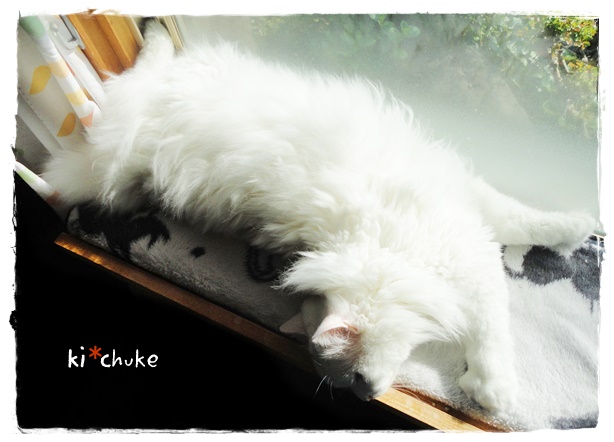 f:id:nyan-chuke:20190502225416j:plain f:id:nyan-chuke:20190502225416j:plain