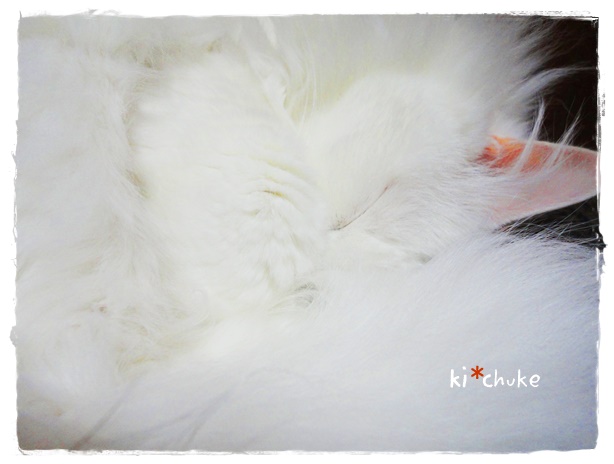 f:id:nyan-chuke:20190503132611j:plain f:id:nyan-chuke:20190503132611j:plain