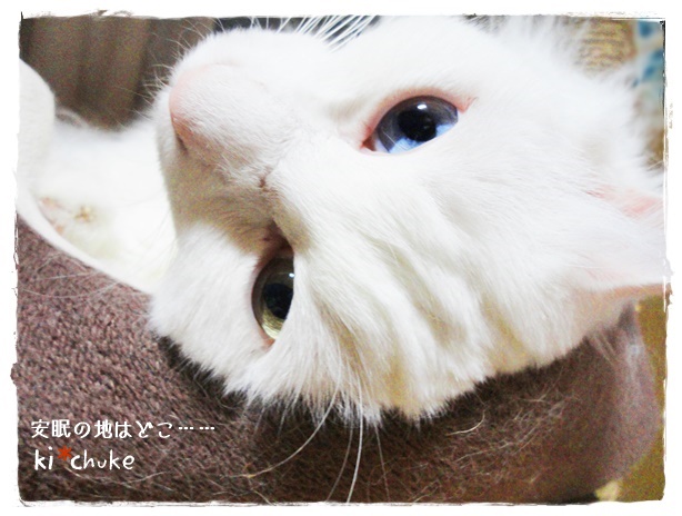 f:id:nyan-chuke:20190503145150j:plain f:id:nyan-chuke:20190503145150j:plain