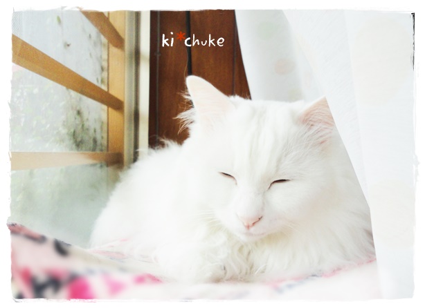 f:id:nyan-chuke:20190503150128j:plain f:id:nyan-chuke:20190503150128j:plain