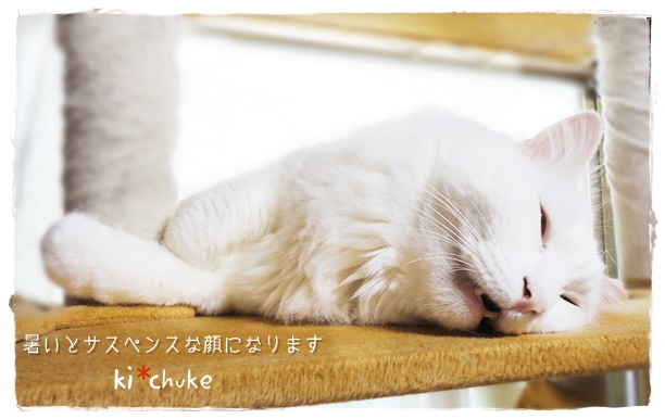 f:id:nyan-chuke:20190503170127j:plain f:id:nyan-chuke:20190503170127j:plain