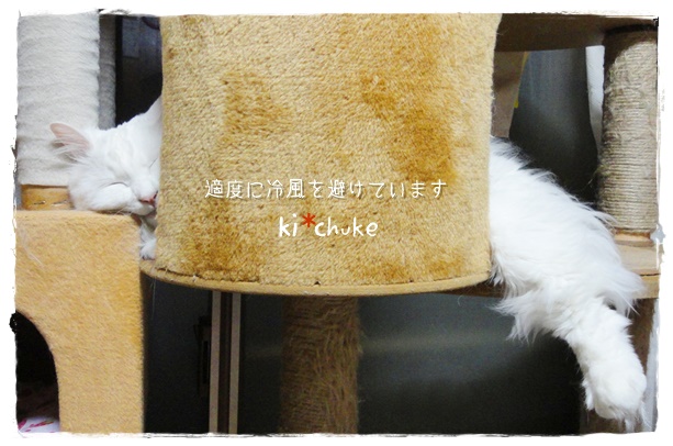 f:id:nyan-chuke:20190503170146j:plain f:id:nyan-chuke:20190503170146j:plain