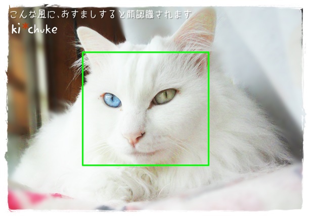 f:id:nyan-chuke:20190503193157j:plain f:id:nyan-chuke:20190503193157j:plain