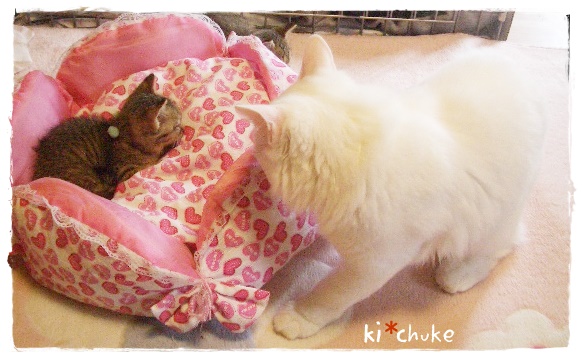 f:id:nyan-chuke:20190505130053j:plain f:id:nyan-chuke:20190505130053j:plain