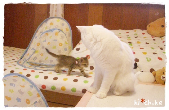 f:id:nyan-chuke:20190505130156j:plain f:id:nyan-chuke:20190505130156j:plain