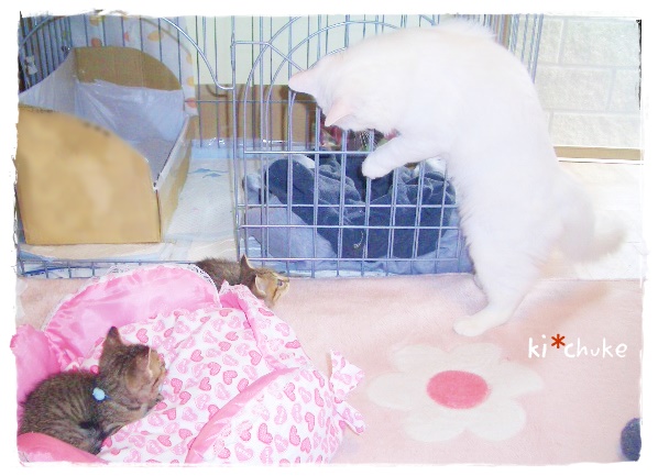 f:id:nyan-chuke:20190505142112j:plain f:id:nyan-chuke:20190505142112j:plain