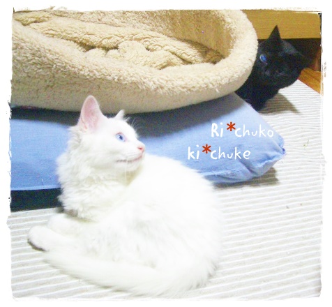 f:id:nyan-chuke:20190505143306j:plain f:id:nyan-chuke:20190505143306j:plain