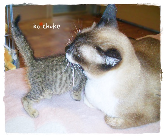 f:id:nyan-chuke:20190505150853j:plain f:id:nyan-chuke:20190505150853j:plain