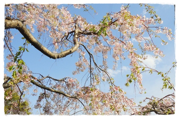 f:id:nyan-chuke:20190514142537j:plain f:id:nyan-chuke:20190514142537j:plain