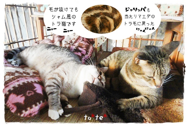 f:id:nyan-chuke:20190515190039j:plain f:id:nyan-chuke:20190515190039j:plain