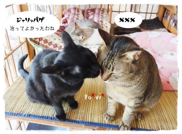f:id:nyan-chuke:20190515223822j:plain f:id:nyan-chuke:20190515223822j:plain