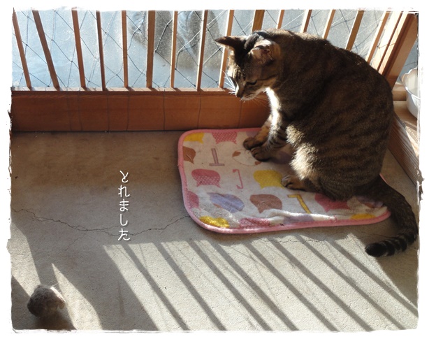 f:id:nyan-chuke:20190524134545j:plain f:id:nyan-chuke:20190524134545j:plain