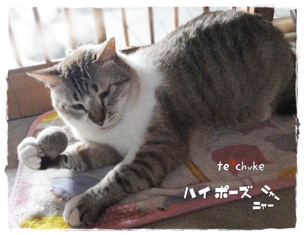 f:id:nyan-chuke:20190524134949j:plain f:id:nyan-chuke:20190524134949j:plain