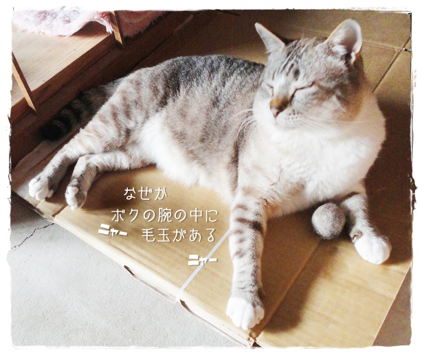 f:id:nyan-chuke:20190524151731j:plain f:id:nyan-chuke:20190524151731j:plain
