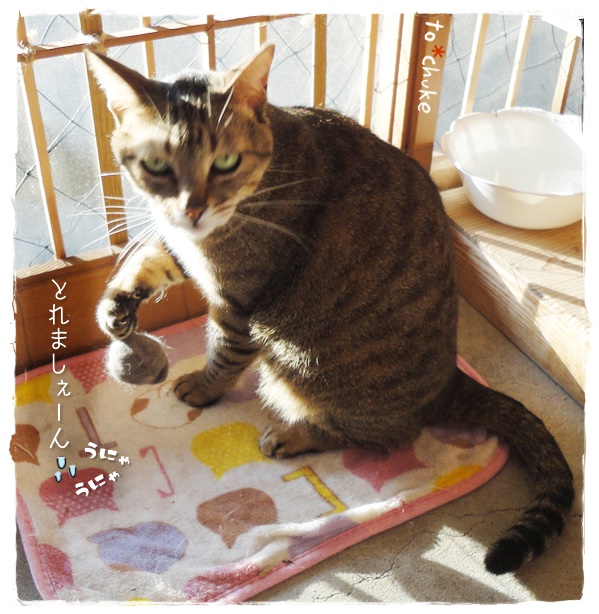 f:id:nyan-chuke:20190524151845j:plain f:id:nyan-chuke:20190524151845j:plain