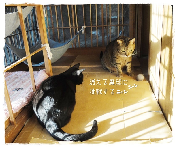 f:id:nyan-chuke:20190524151900j:plain f:id:nyan-chuke:20190524151900j:plain