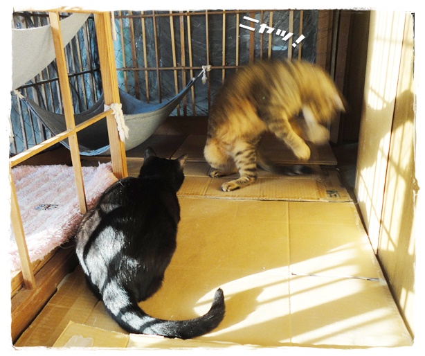 f:id:nyan-chuke:20190524151914j:plain f:id:nyan-chuke:20190524151914j:plain