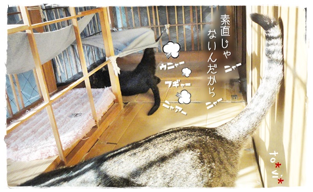 f:id:nyan-chuke:20190524151949j:plain f:id:nyan-chuke:20190524151949j:plain