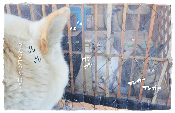 f:id:nyan-chuke:20190524191503j:plain f:id:nyan-chuke:20190524191503j:plain