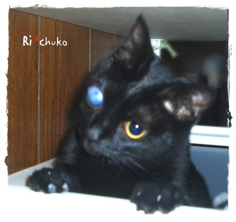 f:id:nyan-chuke:20190528153337j:plain f:id:nyan-chuke:20190528153337j:plain