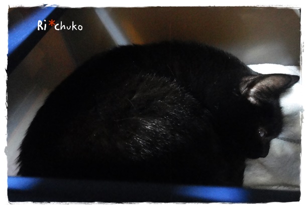 f:id:nyan-chuke:20190528170735j:plain f:id:nyan-chuke:20190528170735j:plain