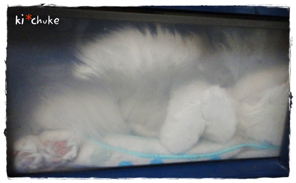 f:id:nyan-chuke:20190528185723j:plain f:id:nyan-chuke:20190528185723j:plain