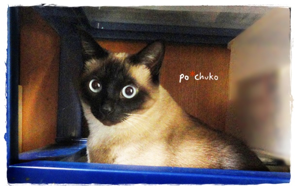 f:id:nyan-chuke:20190528190741j:plain f:id:nyan-chuke:20190528190741j:plain
