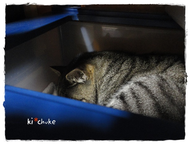 f:id:nyan-chuke:20190528191020j:plain f:id:nyan-chuke:20190528191020j:plain