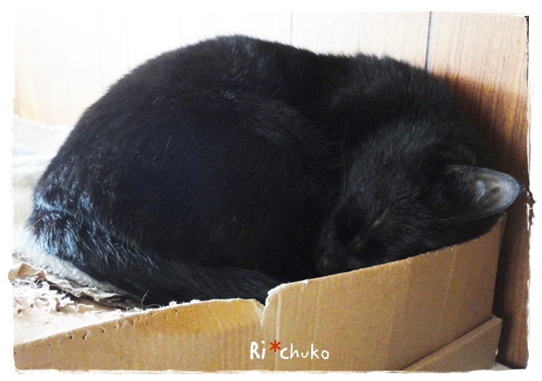 f:id:nyan-chuke:20190528192441j:plain f:id:nyan-chuke:20190528192441j:plain