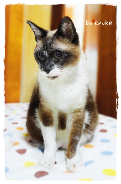 f:id:nyan-chuke:20190530193354j:plain f:id:nyan-chuke:20190530193354j:plain