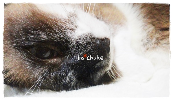 f:id:nyan-chuke:20190530193654j:plain f:id:nyan-chuke:20190530193654j:plain