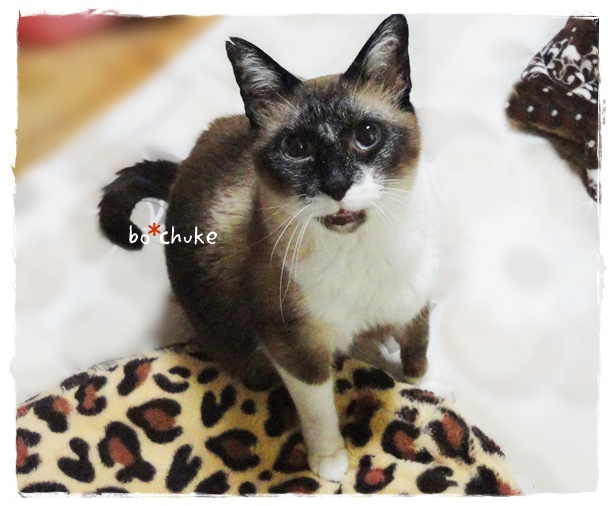 f:id:nyan-chuke:20190530200748j:plain f:id:nyan-chuke:20190530200748j:plain