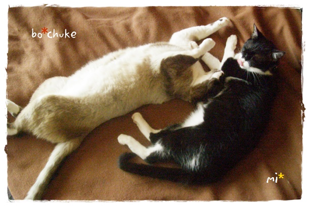 f:id:nyan-chuke:20190530215913j:plain f:id:nyan-chuke:20190530215913j:plain