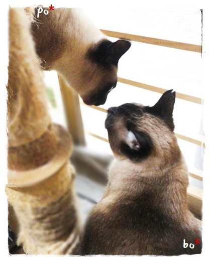 f:id:nyan-chuke:20190531112559j:plain f:id:nyan-chuke:20190531112559j:plain