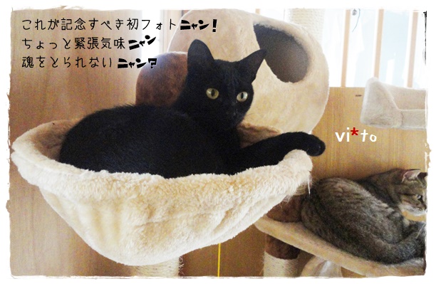 f:id:nyan-chuke:20190604225101j:plain f:id:nyan-chuke:20190604225101j:plain