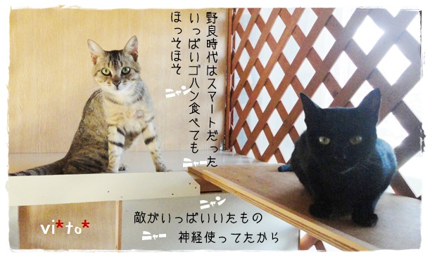 f:id:nyan-chuke:20190605000743j:plain f:id:nyan-chuke:20190605000743j:plain