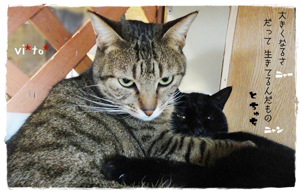 f:id:nyan-chuke:20190605002337j:plain f:id:nyan-chuke:20190605002337j:plain