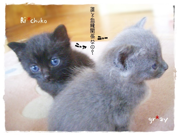 f:id:nyan-chuke:20190605124654j:plain f:id:nyan-chuke:20190605124654j:plain